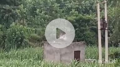 जानसठ: मोरना के जंगल में श्रावण माह के दौरान राष्ट्रीय पक्षी मोर के नृत्य करते हुए वीडियो सोशल मीडिया पर हुआ वायरल