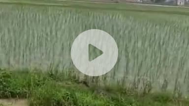 इंदरगढ़: भगुवापुरा गांव के तालाब किनारे दिखा मगरमच्छ, ग्रामीणों में दहशत, पुलिस ने वन विभाग को दी सूचना