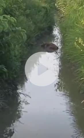 नवाबगंज: माइनर में मिला गोवंश का शव, गांव में मची सनसनी, पुलिस को दी गई सूचना