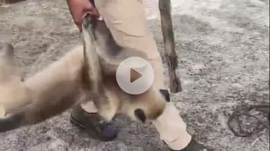 रफीगंज: भदवा में तीसरे दिन पागल बंदर का किया गया रेस्क्यू, दो दिनों में दो दर्जन से अधिक लोगों को काटा