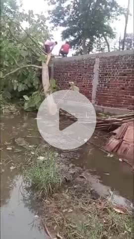 ताला में अवैध सागौन के पेड़ की कटाई जारी, वन विभाग ने नहीं की कार्रवाई, वीडियो वायरल