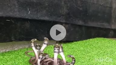 बड़गांव: होटल के गार्डन में मिले कोबरा और उसके 18 सपोले, सेवाश्रम पुलिया के पास मची अफरा-तफरी, वाइल्ड लाइफ रेस्क्यू