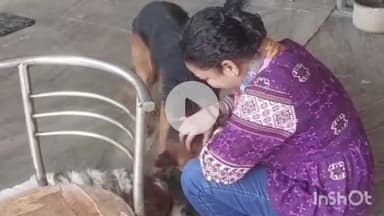 बड़गांव: उदयपुर में एनिमल प्रोटेक्शन सोसाइटी ने सेंट बर्नार्ड श्वान 'जिप्सी' को किया रेस्क्यू