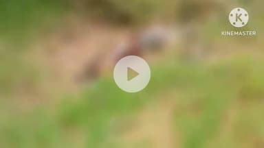 बुंडू: कांची पंचायत सचिवालय भवन से 200 मीटर दूर झाड़ियों से मिला अज्ञात युवक का शव