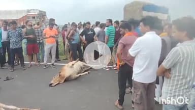 गुना: दुनाई गांव के पास NH-46 पर अज्ञात वाहन की टक्कर से गायों की मौत, लोगों ने किया चक्का जाम