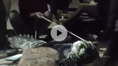 लाडपुरा: सोगरिया की कॉलोनी में पहुंचे मगरमच्छ का 2 घंटे की मशक्कत के बाद किया गया रेस्क्यू, सुरक्षित छोड़ा गया चंबल नदी में