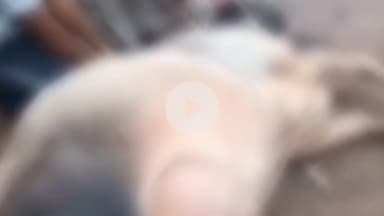 बद्दी: बद्दी में नंदी बैल पर क्रूर हमला, गौ रक्षा दल ने की त्वरित कार्रवाई और प्रशासन से मांगा सख्त एक्शन