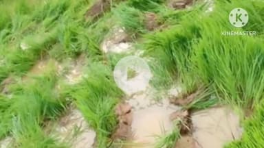 खूंटी: बकसपुर पंचायत के गांवों में जंगली हाथियों का उत्पात, किसानों की फसलें रौंदी