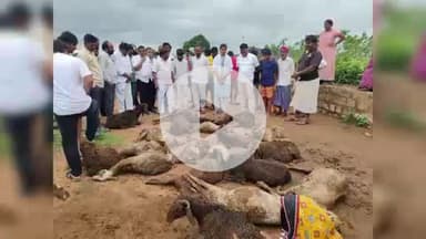 జడ్చర్ల: గొర్ల మందపై కుక్కల దాడి 30 గొర్లు మృత్యువాత మరో 15  తీవ్ర గాయాలు
నాలుగు లక్షలకు పైగా నష్టం కన్నీరు మున్నీరవుతున్న రైతు