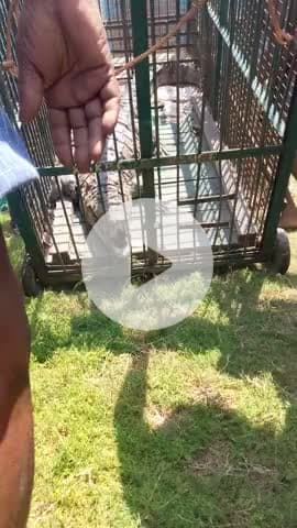 बहराइच : जनपद के मोतीपुर नगर पंचायत स्थित राम लीला मैदान के पास से वन कर्मियों ने पकड़ा मगरमच्छ 

देखने वालों की लगी भीड़