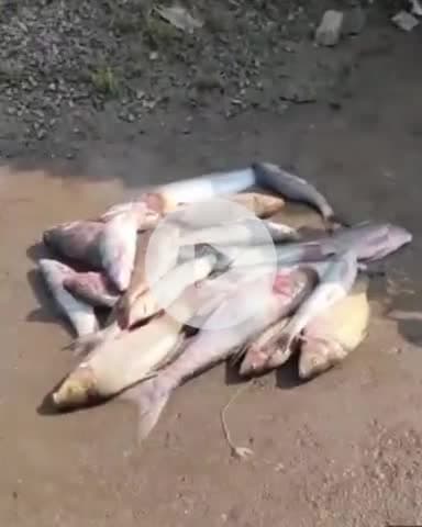 कालपी: सावन के पवित्र महीने में मंगरौल पड़री पुल पर शिकारी मछलियां पकड़ते हुए, लोगों ने वीडियो शेयर कर कार्रवाई की मांग की