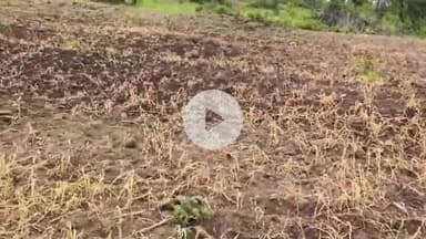 भोकरदन: जळगाव सपकाळ येथे शेतशिवारात मका पिकावर अज्ञाताने फवारले तणनाशक, शेतकऱ्याचे मोठे नुकसान