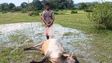 खूंटी: दिगादोन गांव में रेल लाइन के पास वज्रपात से बैल की मौत