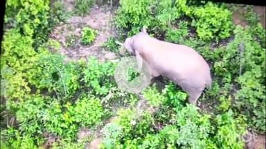 कोरबा: कुदमुरा वन परिक्षेत्र में विचरण कर रहा हाथी, वन विभाग ने जारी किया ड्रोन वीडियो, ग्रामीणों को सतर्क रहने की दी सलाह