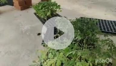 कटकमसांडी: कटकमसांडी प्रखंड क्षेत्र में ग्राफ्टिंग से टमाटर की खेती के लिए किया जा रहा जागरूक