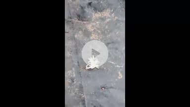 पवई: मोहन्द्रा वन परिक्षेत्र में मिला दुर्लभ जीव, पवई वन परिक्षेत्र अधिकारी ने दी जानकारी