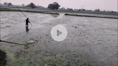 जलेसर: अवागढ़ क्षेत्र के गांव खेड़िया सुरजी में सिंघाड़े की फसल में मगरमच्छ देख किसान के छूटे पसीने, वीडियो आया सामने