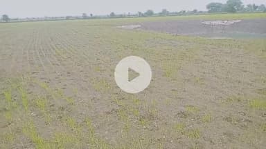 1महीने से मांग रही फसल पानी जो अब मिला पानी फसल प्यास से मरती जा रही थी थोड़े पानी से उसकी जान बची