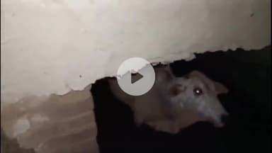 बरेली: इज्जत नगर क्षेत्र के तुलाशेरपुर में नाले में गिरी गाय, पुलिस और स्थानीय लोगों ने मिलकर किया रेस्क्यू