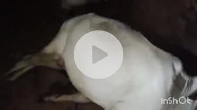 ब्यौहारी: ब्यौहारी के नगनौड़ी गांव में आकाशीय बिजली गिरने से 6 मवेशियों की हुई मौत