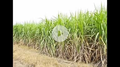 उतरौला: उतरौला तहसील अंतर्गत ग्रामस्तरीय गन्ना सर्वेक्षण व सट्टा प्रदर्शन कार्य का निरीक्षण किया गया, फसल स्वस्थ पाई गई