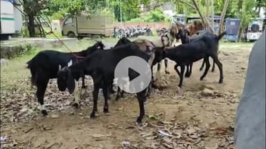 महाराजगंज: गबडुआ नहर पुल के पास पुलिस ने 88 बकरों से लदी पिकअप को पकड़ा, 2 पर दर्ज हुआ मुकदमा