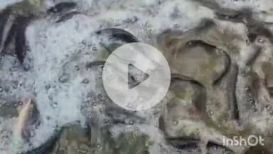 बहराइच: बहराइच में स्वास्थ्य के लिए हानिकारक है प्रतिबंधित थाई मांगुर मछली