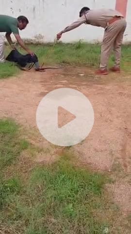 टीकमगढ़: शासकीय उच्चतर माध्यमिक विद्यालय में निकला सांप, बच्चों में मची भगदड़, वन रक्षक शिक्षक ने किया रेस्क्यू