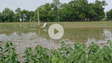 बक्सर: जिले में मानसून की धीमी रफ्तार, लक्ष्य के मुकाबले केवल 29.89 फीसदी हुई धान की रोपनी