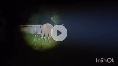 उदयपुर धरमजयगढ़: बोजिया के पास एक जंगली हाथी दिखा, ग्रामीणों को किया गया सावधान