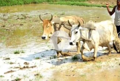 इचाक: आधुनिकता की गूंज में खो गई बैलों की मीठी झंकार