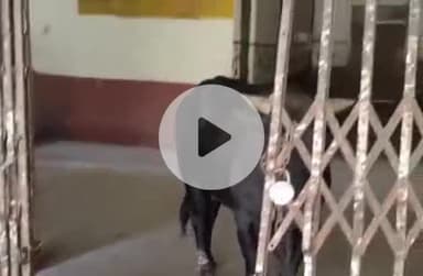 करछना: तहसील परिसर करछना के भवनों में घूमते आवारा जानवरों का वीडियो सोशल मीडिया पर हुआ वायरल