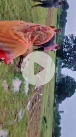 इचाक: डाढा में वज्रपात से एक जर्सी गाय की मौत, पशु मालिक को हुआ भारी नुकसान