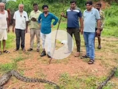 देसूरी: सादड़ी में 12 फीट लंबे अजगर ने मोर को निगला, किसान ने वन विभाग को दी सूचना, रेस्क्यू टीम ने अजगर को जंगल में छोड़ा