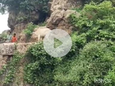 बल्देवगढ़: बल्देवगढ़ किले के अंदर पहाड़ी में फंसी गाय, बजरंग दल कार्यकर्ताओं ने कड़ी मशक्कत के बाद किया रेस्क्यू