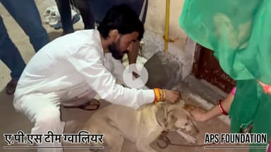 इस डॉग की बहुत हालात खराब थी अब ये ठीक है… 

Respect Girls help poor help animals 

#apsgurjar #viral #help #support #gwalior