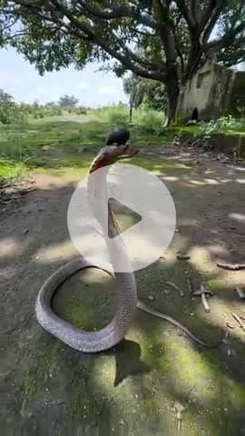#snake #bihar #muzaffarpur #bharat #cobra #bjpindia