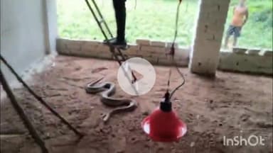 कोरबा: पोल्ट्री फार्म में घुसकर दो मुर्गियां खाकर बैठा विशालकाय अजगर, प्रोटोकॉल और सुरक्षा को ध्यान में रखते हुए किया गया खतर