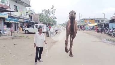 प्रभात पट्टन: विष्णुर गांव में दो आवारा ऊँटों की वजह से छात्र व आमजन हो रहे परेशान, फसलों को भी पहुंचा रहे हैं नुक़सान #jansamasya