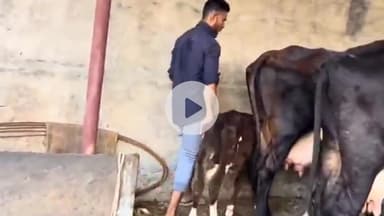 कहरा: जिले में देसी गौपालन प्रोत्साहन योजना के तहत 50-75% तक सरकार दे रही अनुदान, 150 पशुपालकों को मिलेगा लाभ