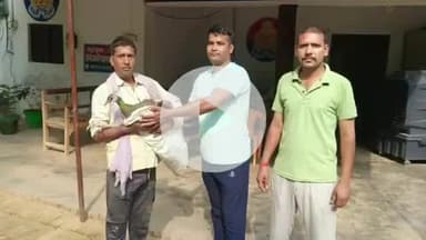 घाटमपुर: बरनाव में आवारा कुत्तों ने राष्ट्रीय पक्षी मोर को नोचने की कोशिश की, ग्रामीणों ने बचाकर पुलिस को सौंपा