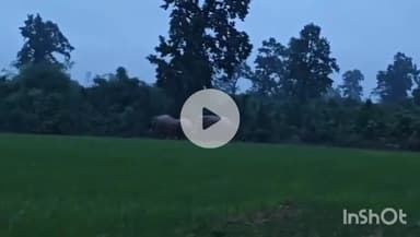 उदयपुर धरमजयगढ़: वन विभाग के काष्ठागार के पीछे हाथियों का एक दल पहुंचा, वीडियो आया सामने