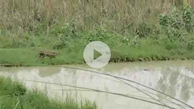 शाहगंज: अरंद गांव में दिखे तेंदुए के जोड़े, वायरल वीडियो में दो तेंदुए तालाब से खेत की तरफ जाते दिखाई दे रहे हैं