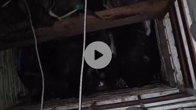 मझगवां: पुलिस ने धारकुंडी तिराहे पर घेराबंदी कर DCM ट्रक से 42 पशु बरामद किए, पाँच आरोपी गिरफ्तार