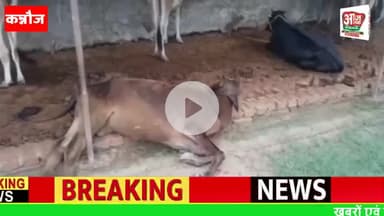 छिबरामऊ : कोतवाली क्षेत्र के ग्राम पंचायत भाउलपुर की गौशाला में गौ वंशों की हो रही मौत