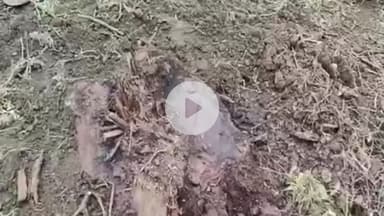 શિનોર: સિનોર તાલુકાના દિવેરમા નાડાના બાંધકામમાં 15 થી વધુ વૃક્ષો કાપી નાખ્યાનો ગ્રામજનોનો આક્ષેપ