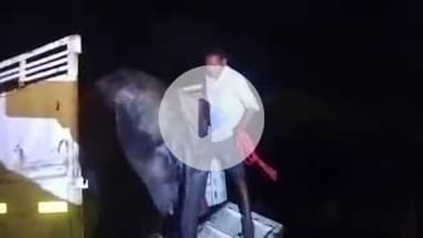 आरंग: आरंग थाना क्षेत्र में मवेशी तस्करी करते हुए आरोपियों को गिरफ्तार किया गया, 2 भैंस और 1 भैंस का बच्चा बरामद