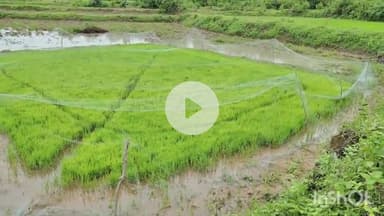 ଜରଡା: ପାର୍ବତୀପୂର ଗ୍ରାମରେ ତଳିଘରା ପାଇଁ ବାଧକ ସାଜିଛନ୍ତି ଜଙ୍ଗଲି ବାରାହୀ।