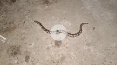 संदेश: संदेश बाजार में सावन में सांप दिखने का वीडियो वायरल, पुजारी बोले- यह शिव कृपा का संकेत हो सकता है