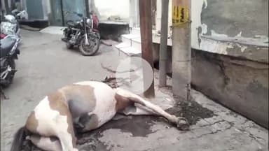 जलेसर: मोहल्ला सराय खानम में विद्युत पोल में करंट उतरने से घोड़े की हुई मौत, घोड़ा मालिक हुआ घायल